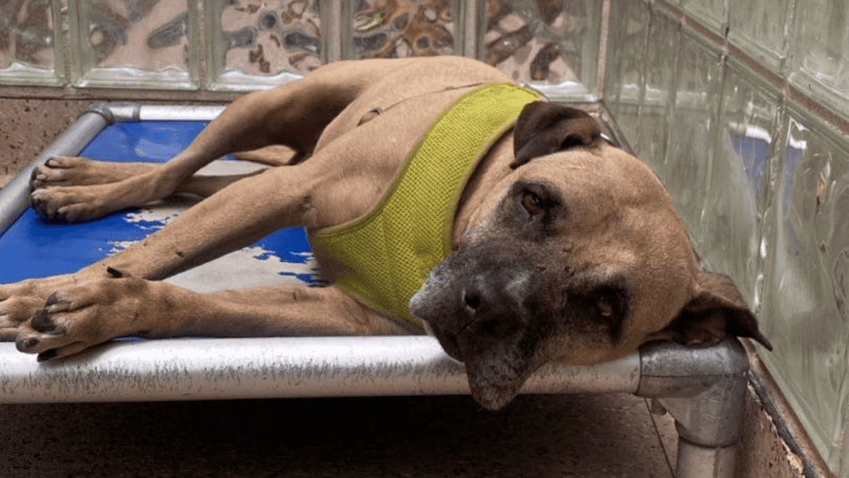 Dog mourns owner when returned to shelter.