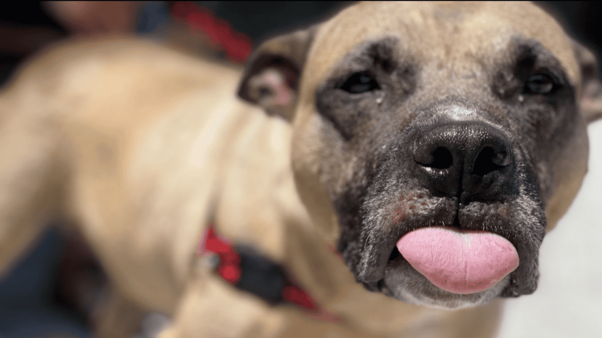 Shelter dog hoping to find love again.