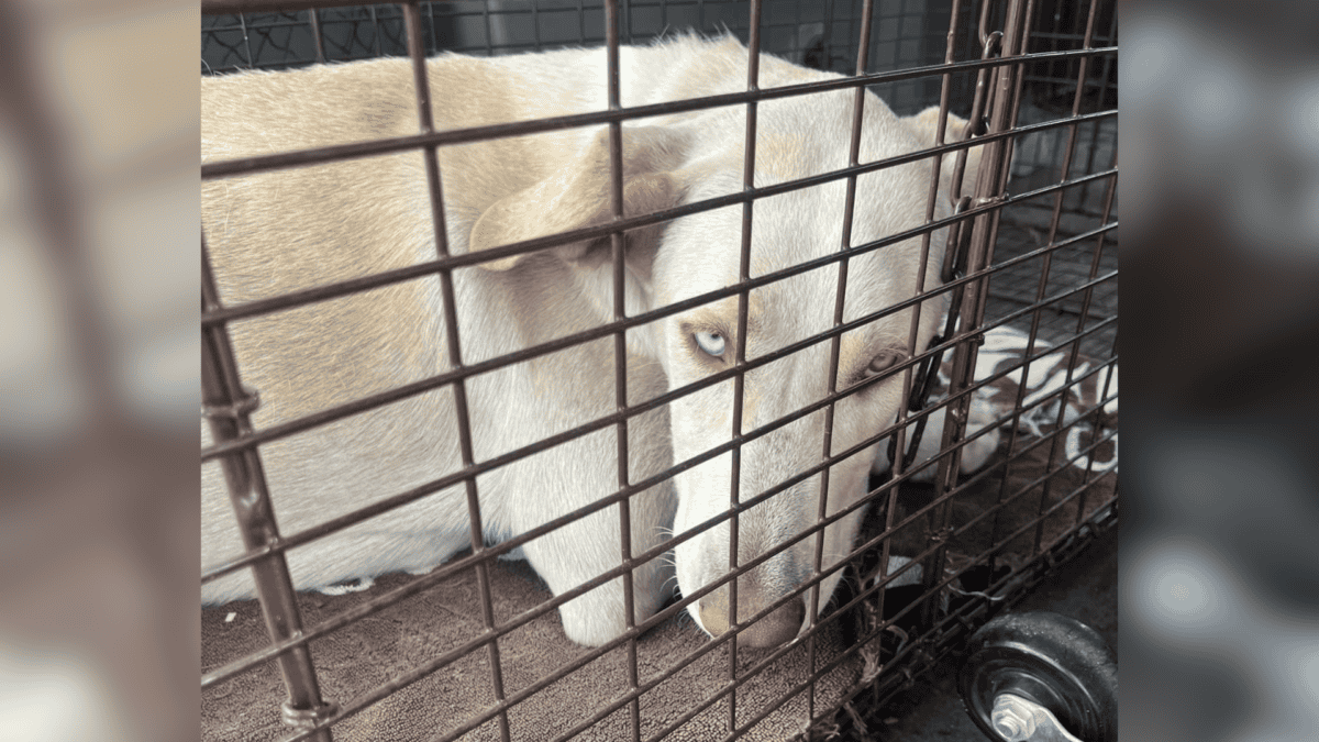 Abandoned dog finally safe.
