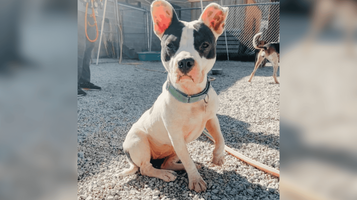 Shelter dog recovering from traumatic past.
