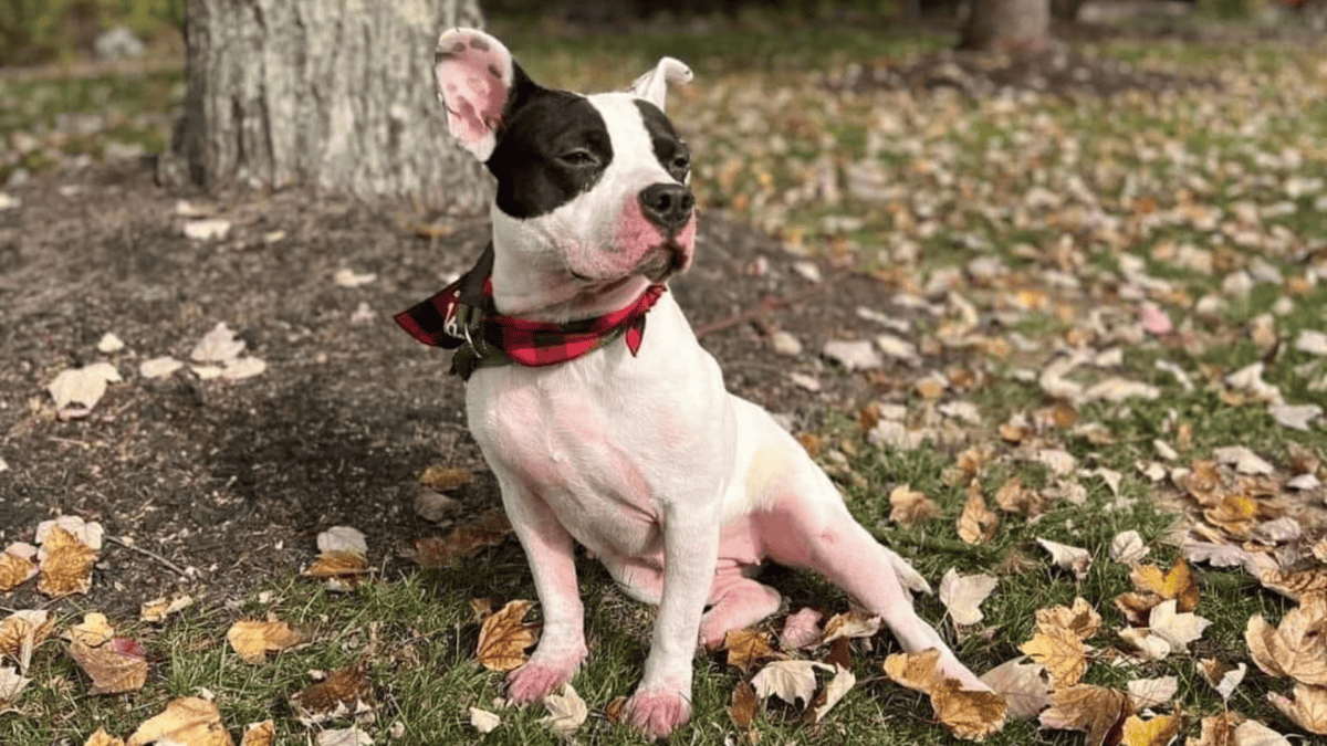 Shelter dog, Cherry, gets a foster family.