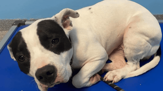 Terrified Dog Shakes Uncontrollably in Her Kennel, Waiting for Someone to Save Her