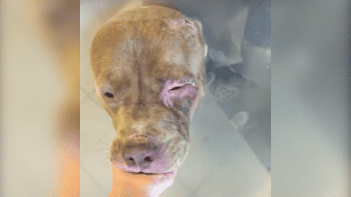 Stolen dog abused for over 3 months.