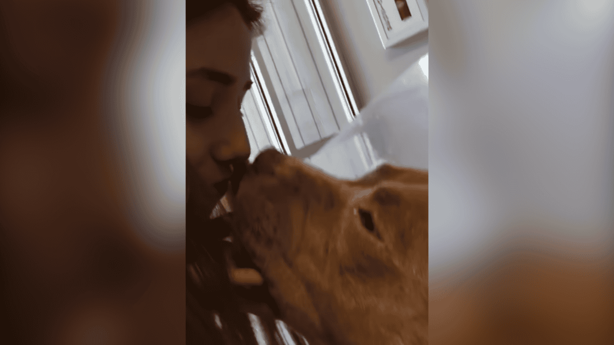 Stolen dog gives kisses to owner when reunited.
