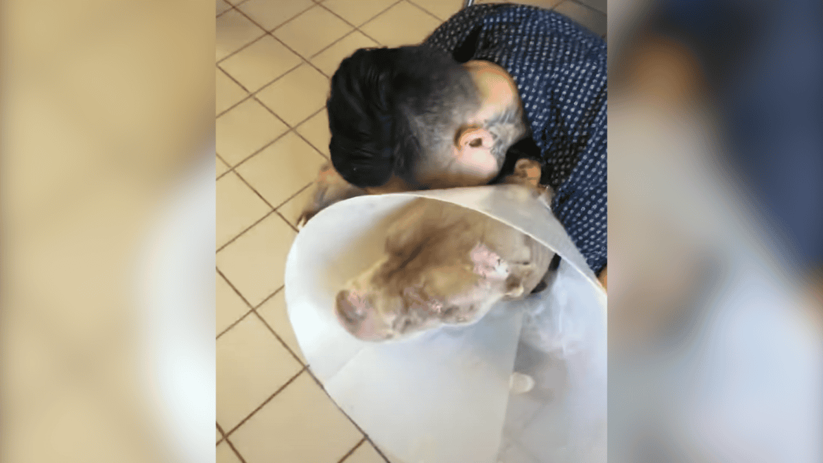 Owner drives over 1,000 miles to reunite with stolen dog.