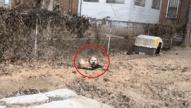 Shivering Dog Chained in Backyard of Abandoned Home in Freezing Cold