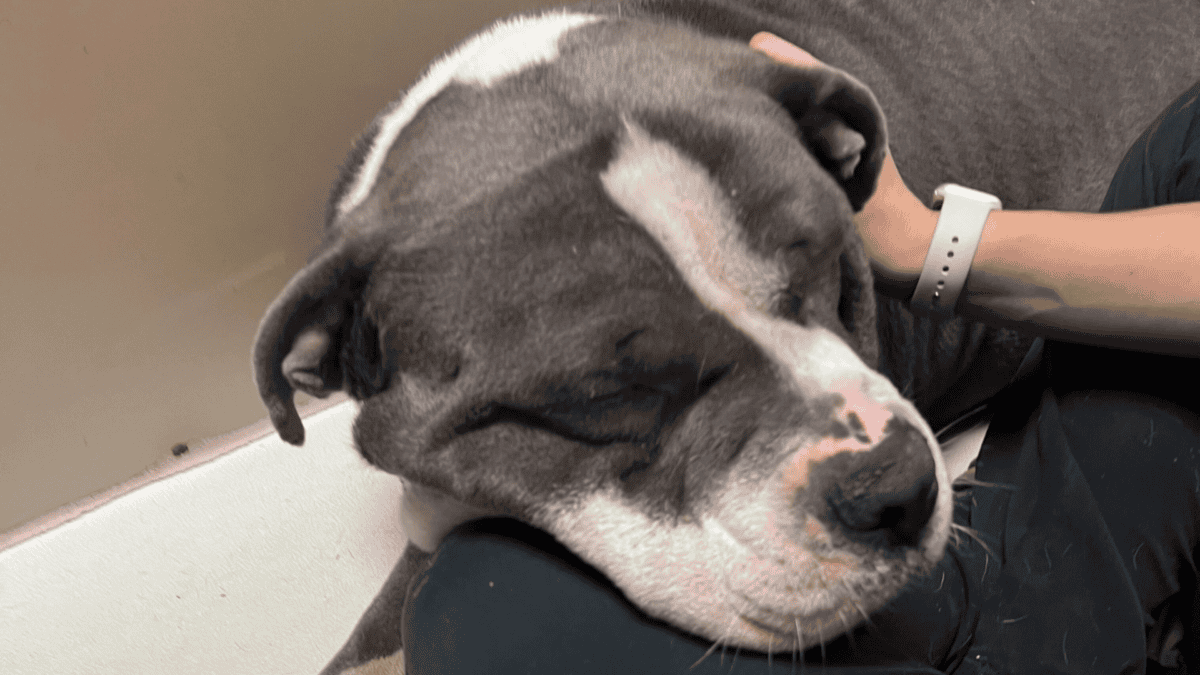 Dog tied to bench rescued.