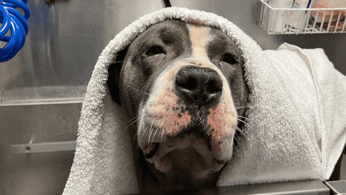 Rescued sick dog getting a medicated bath.