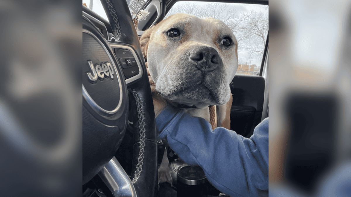 Rescued dog on his freedom drive.