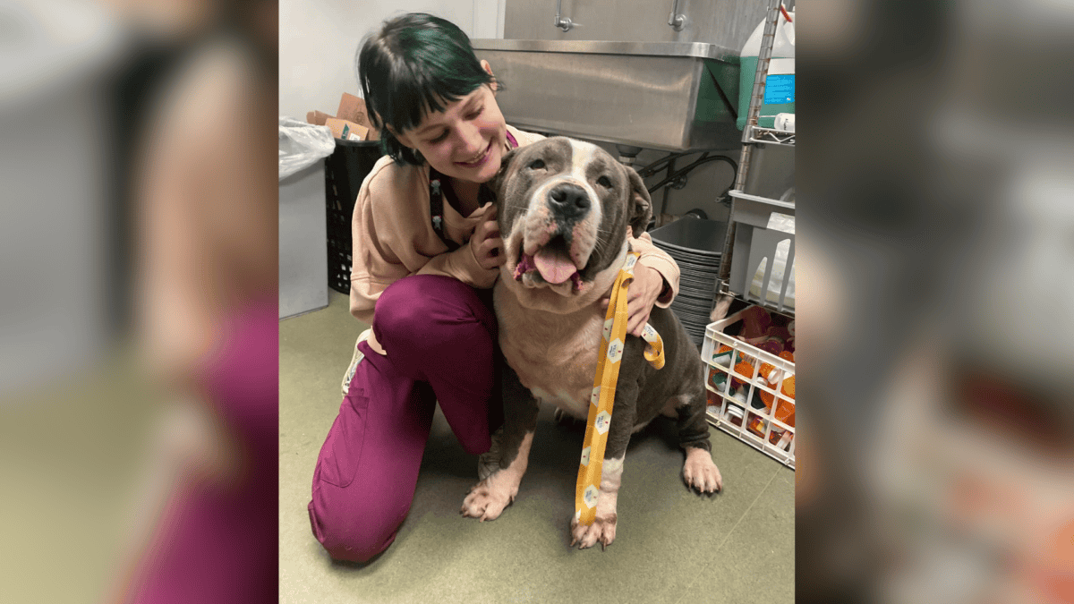 Favorite new rescue dog with vet staff.