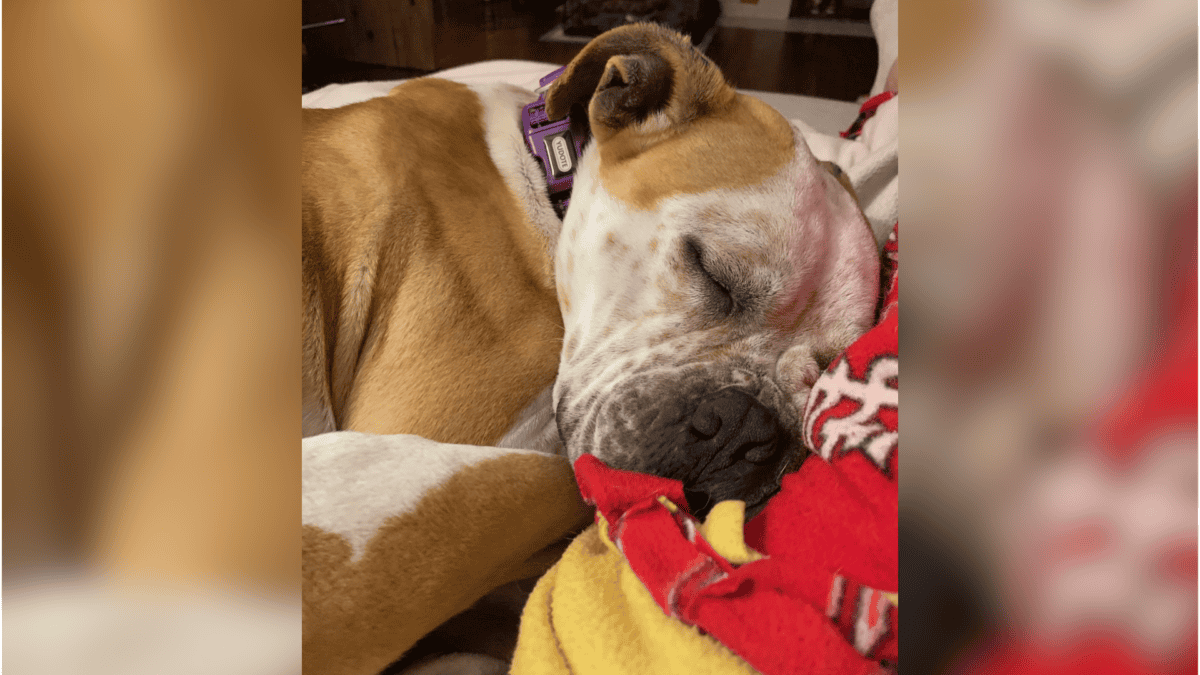 Abandoned dog finally warm and safe.