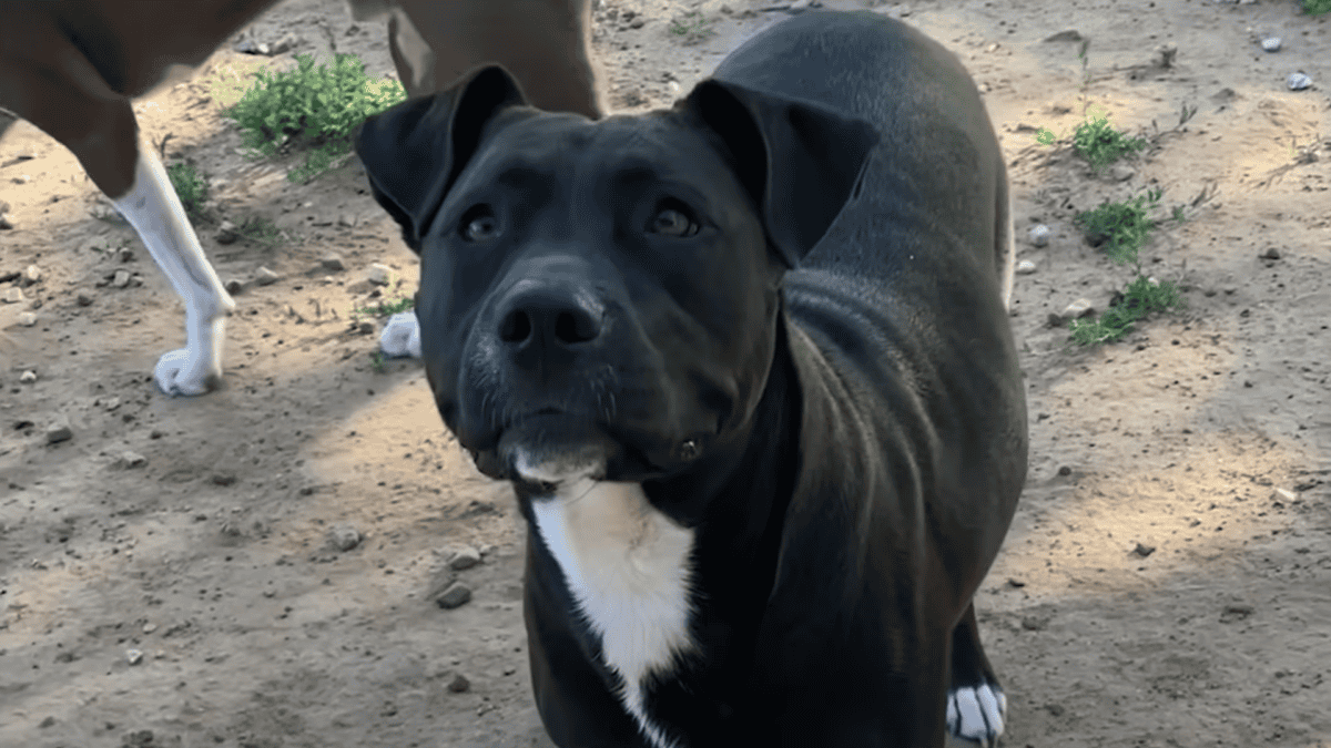 Abandoned Pit Bull finds forever home.