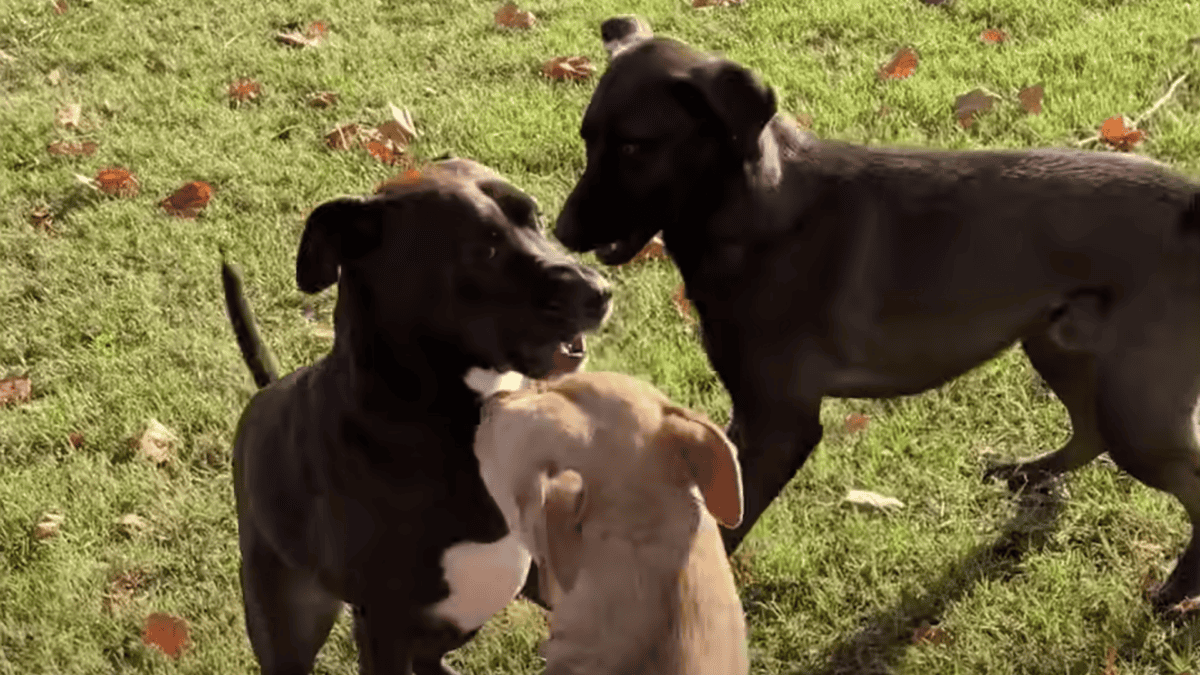 Rescued Pit Bull meets new siblings.