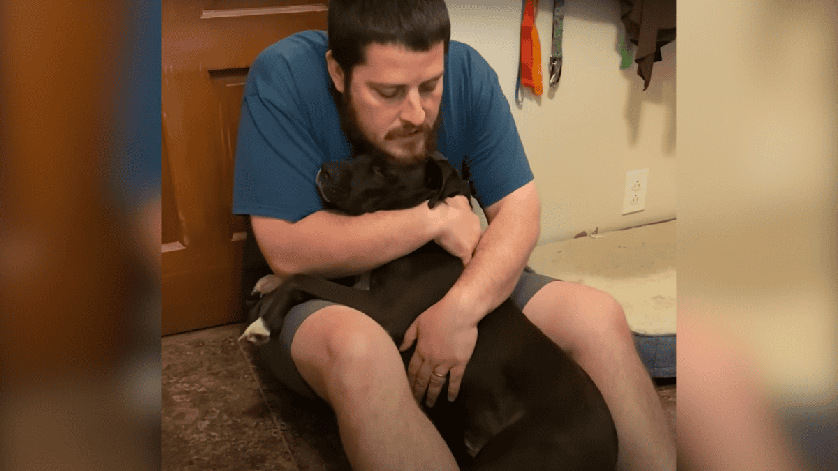 Special bond between rescued Pit Bull and man who rescued him.