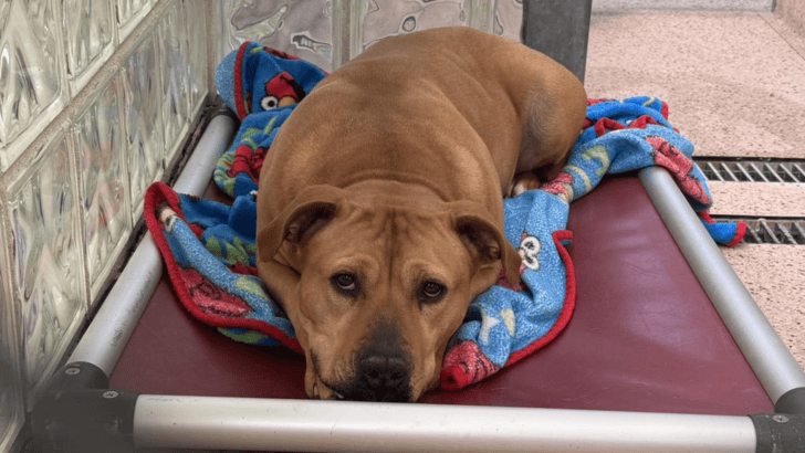 Heartbroken Dog Has Waited 1,165 Days in a Shelter and Still, No One Has Chosen Her