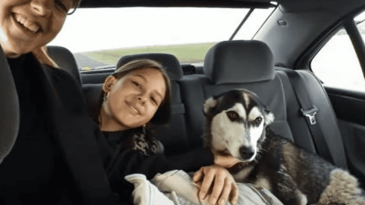 Abandoned dog finally rescued after days alone on the road.