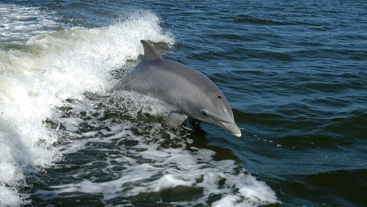 Lone Dolphin Crosses the Line With Innocent Swimmers in Japan
