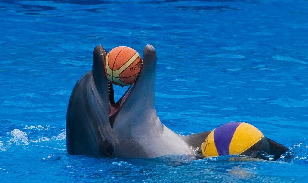 Delphin spielt mit Ball