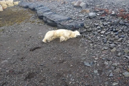 Iceland’s First Polar Bear in Years is Shot by Police