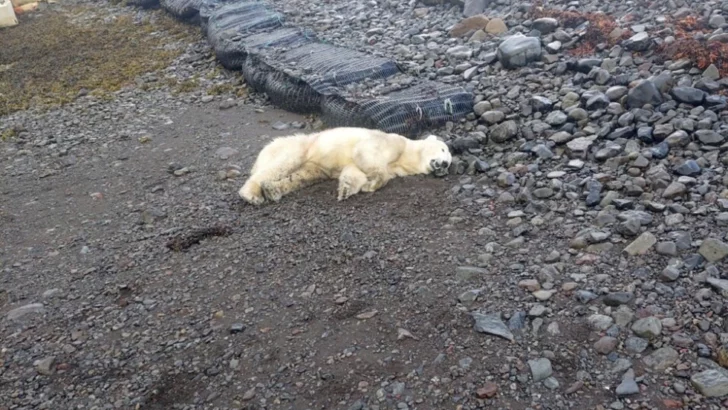 Iceland’s First Polar Bear in Years is Shot by Police
