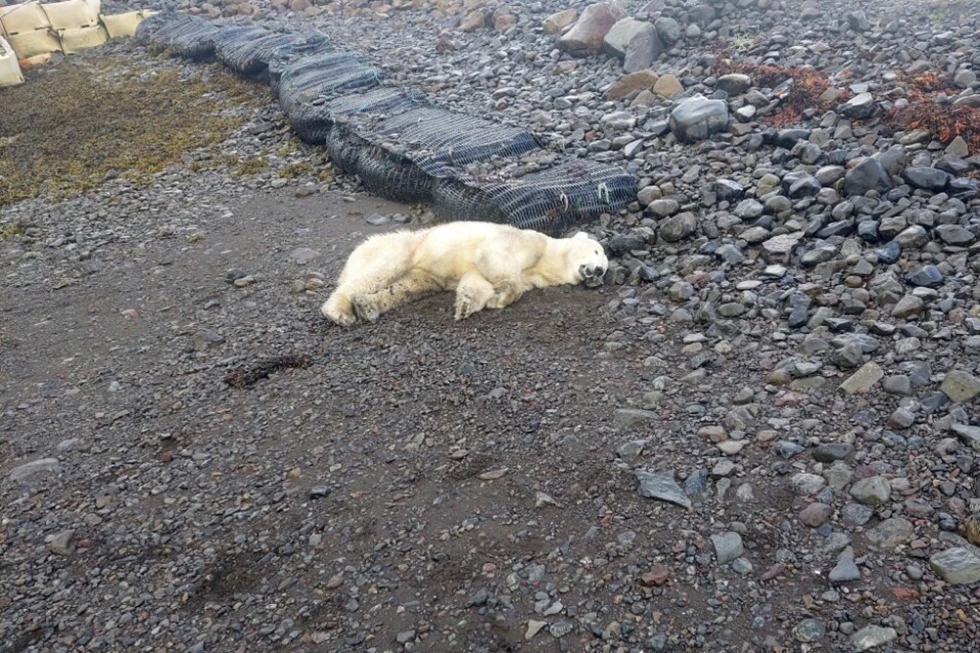 Heartbreaking End as Iceland’s First Polar Bear in Years is Shot by police