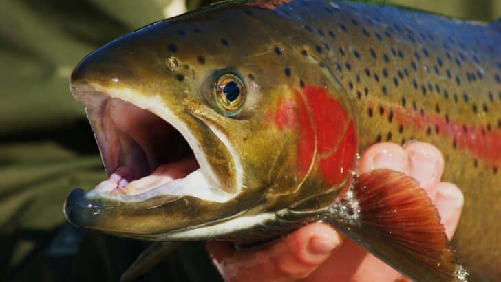 Rare Steelhead Trout Makes Appearance In Southern California