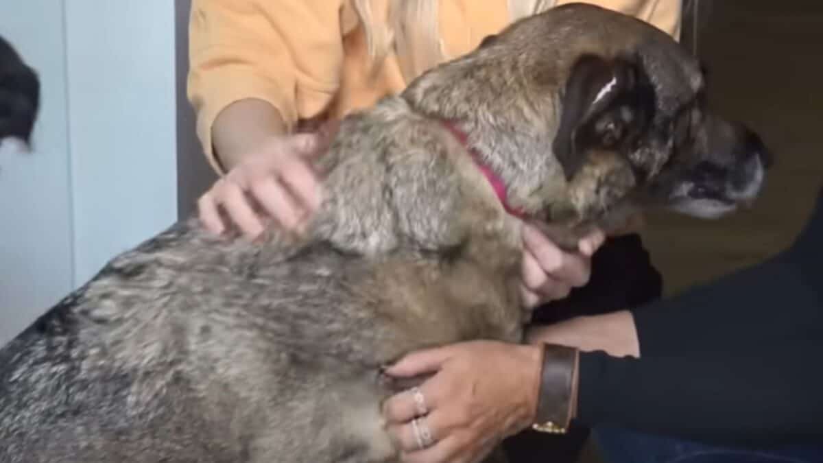 Dog