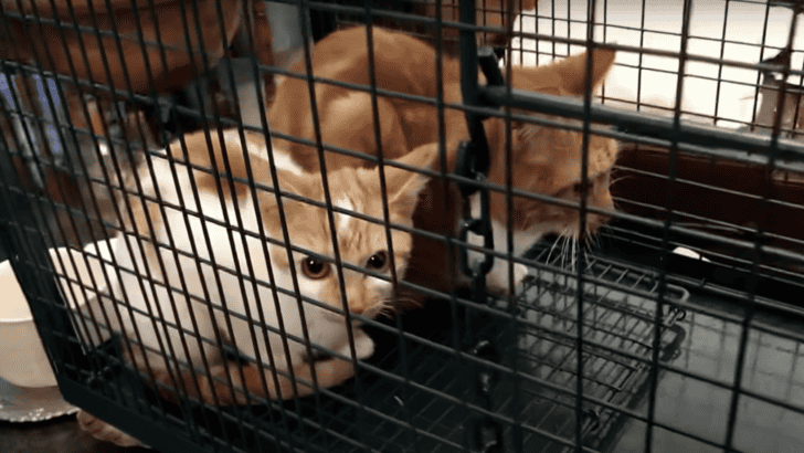 Scariest Cat Rescue – Locked Inside with No Food for Weeks