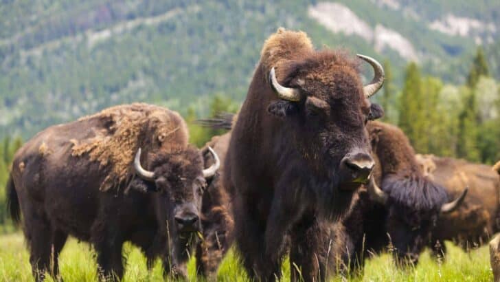 Bison’s Seasonal Mating: The Importance of the Rutting Period
