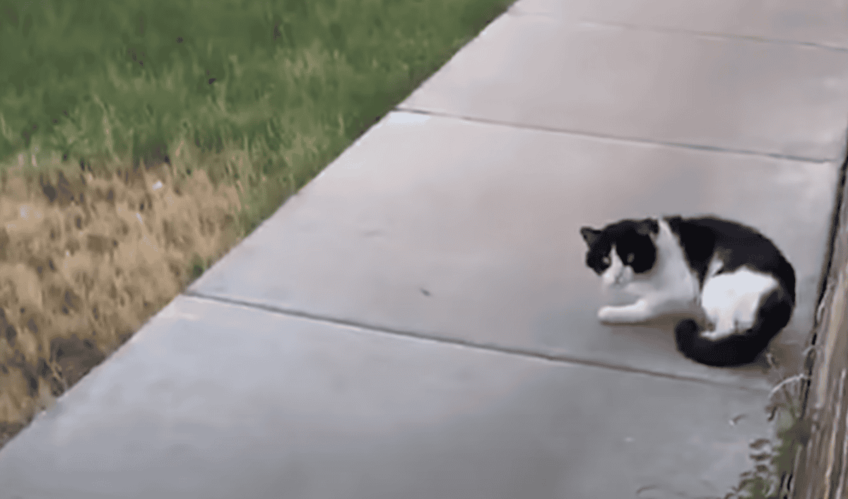 Abandoned cat gaining trust for the neighbour.