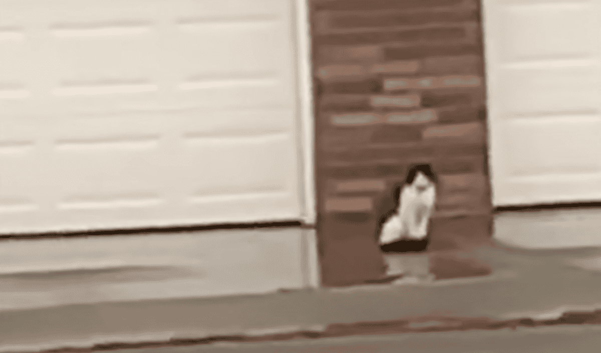 Abandoned cat wait for its owners to return home