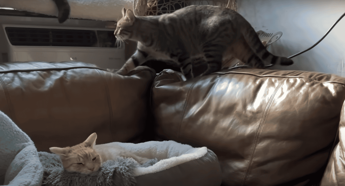 The couch became common land.