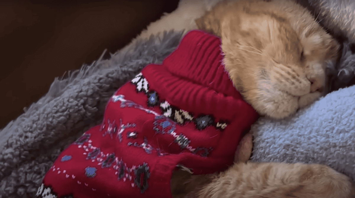 Otto snuggled in at home