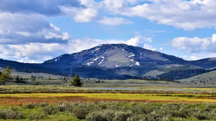 Why You Should Try Birding in Yellowstone This Year