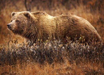 The Story of the Oldest Known Grizzly Bear in Yellowstone