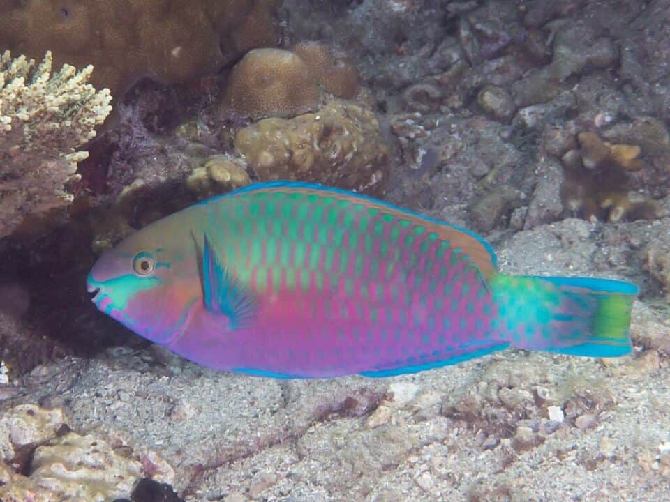 Top 10 Animals and Wildlife in the Great Barrier Reef - Animals Around ...