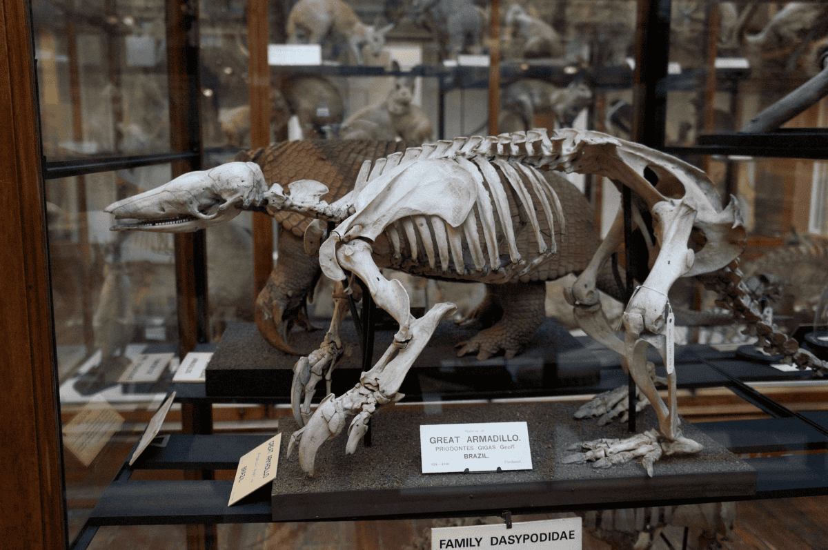 Giant Armadillo skeleton