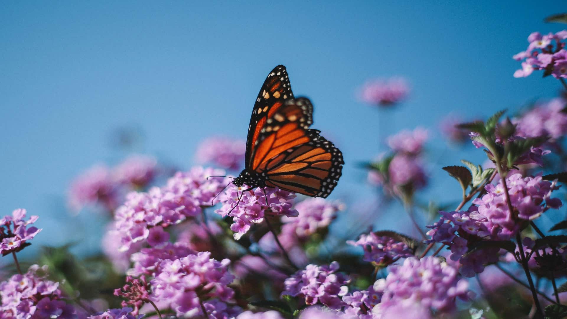 Monarch Butterfly eats from purple flowers.