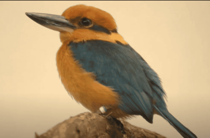 Guam Kingfisher