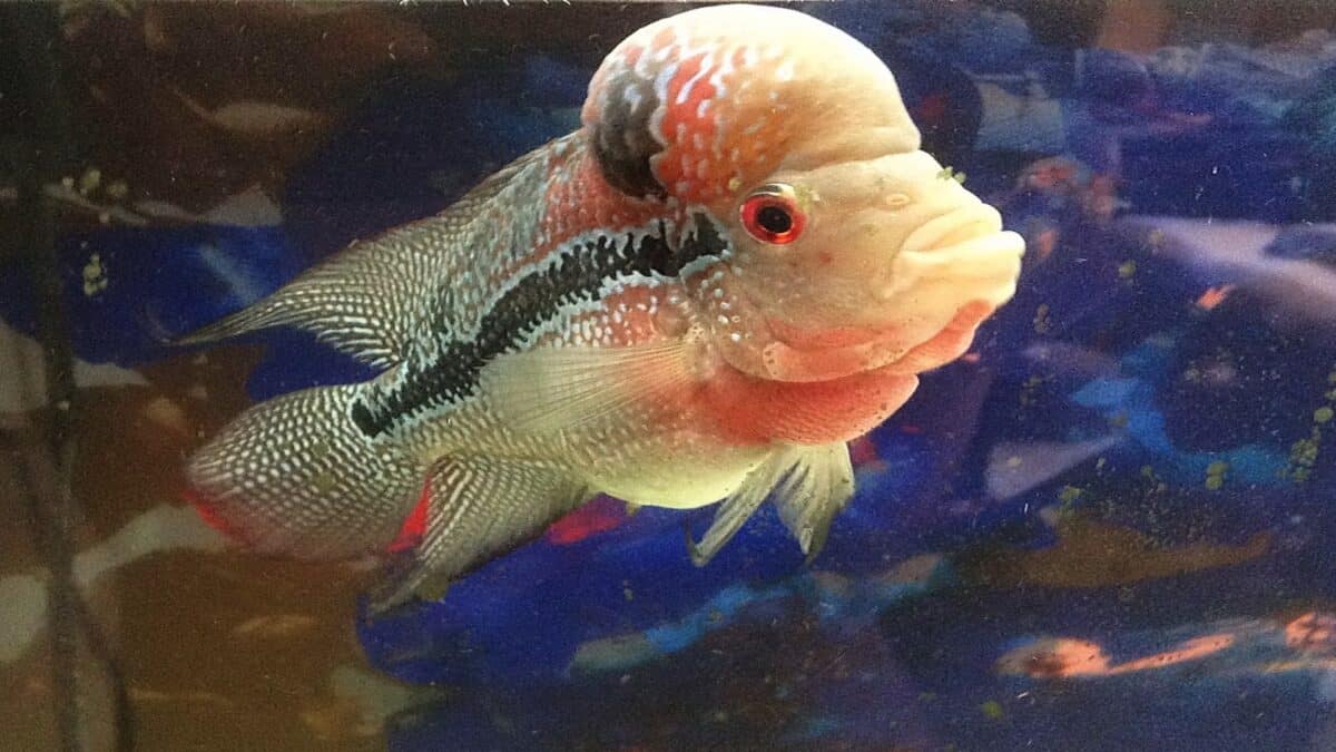 White flowerhorn cichlid.