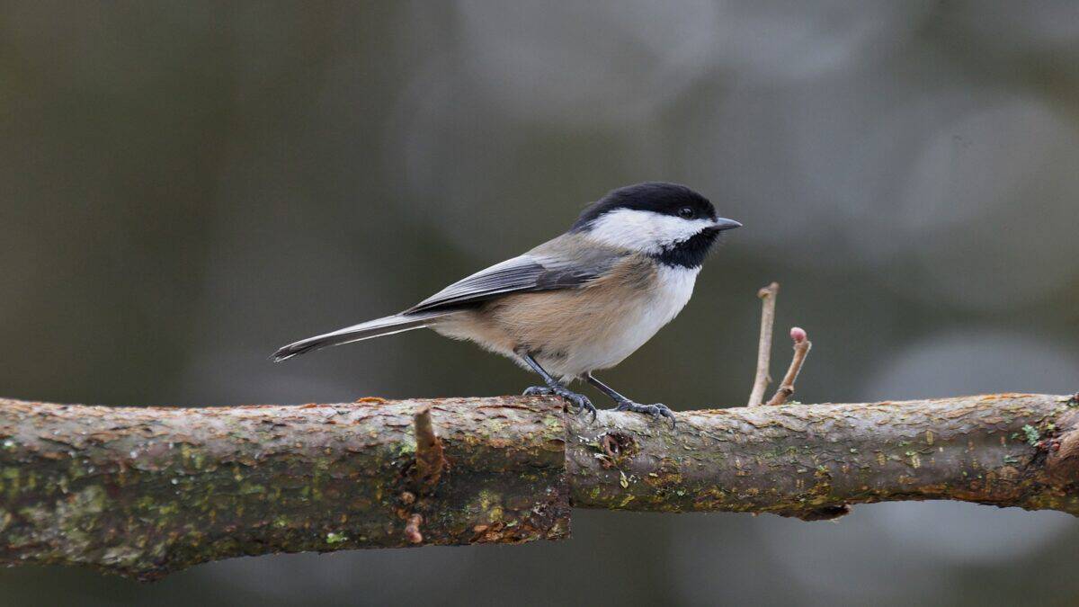 Black-capped chickadee perches on a branch.