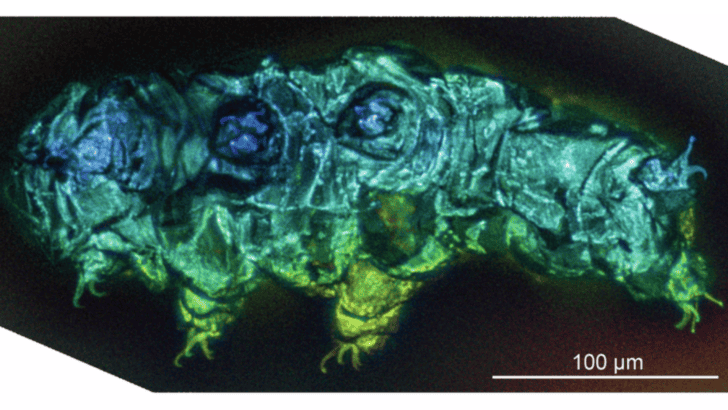 Amber-Trapped Tardigrades Unveil Ancient Secrets from Millions of Years Ago