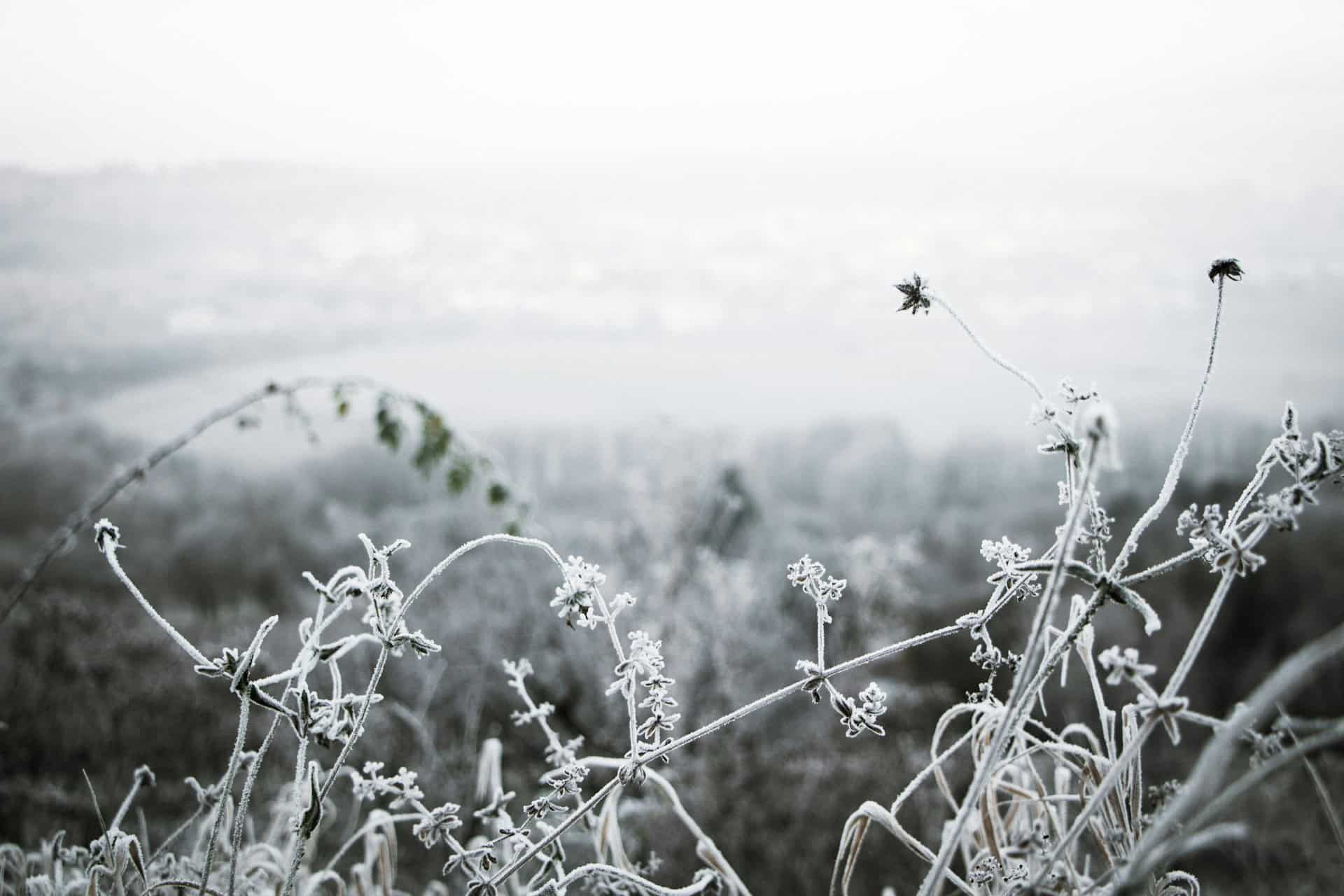frost 