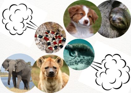 Surprising Facts About Animals That Can and Can’t Fart