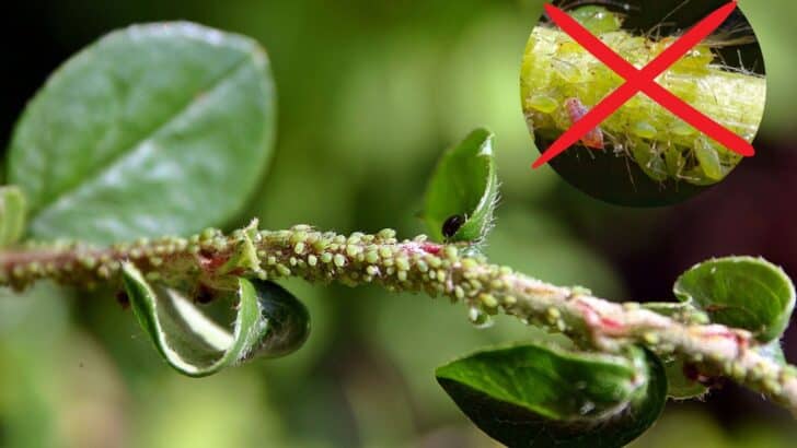 How to Identify and Get Rid of Aphids from Your Garden