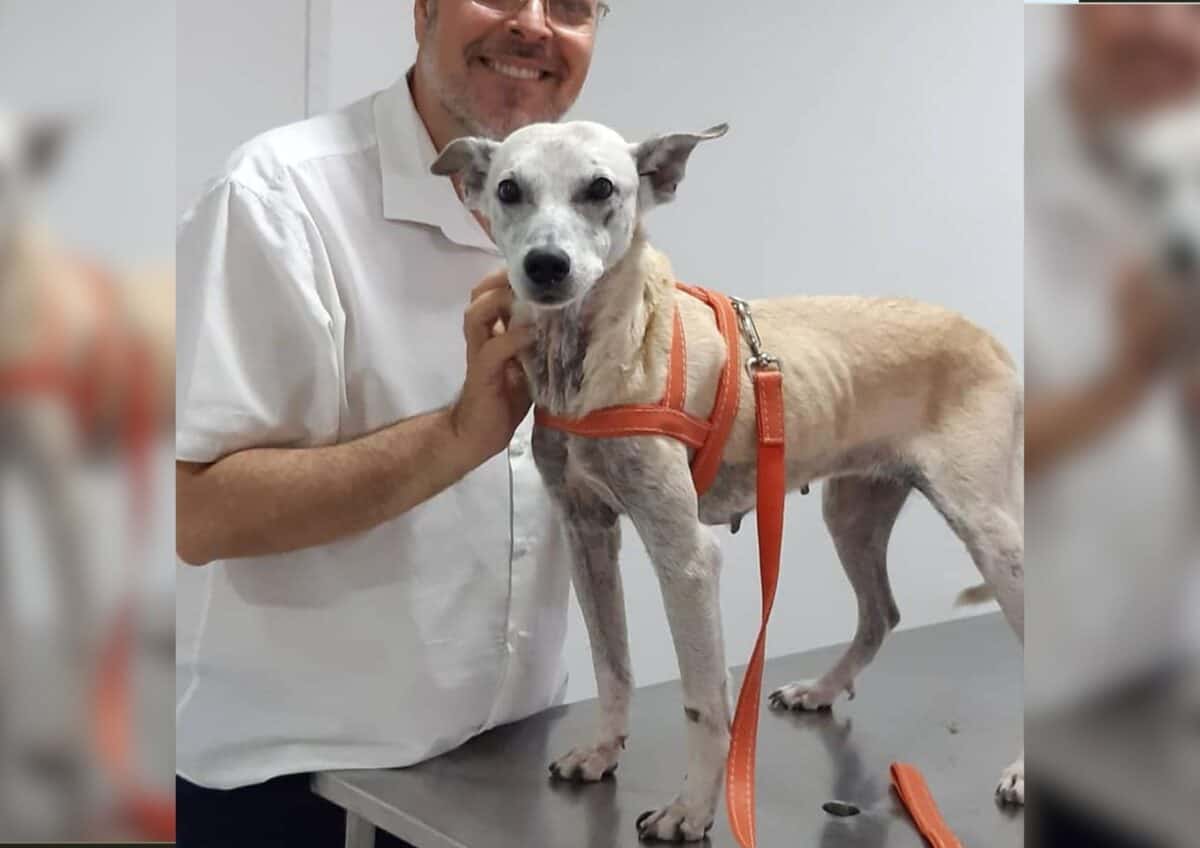 Father João taking care of a stray dog.