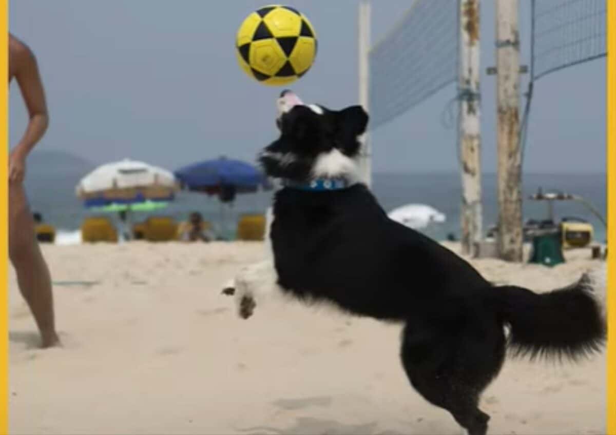 Floki the dog playing footvolley