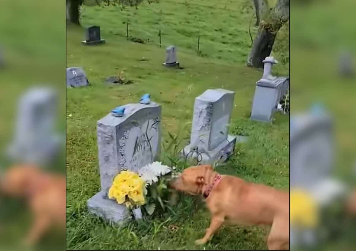 Zola finds her grandma's grave.