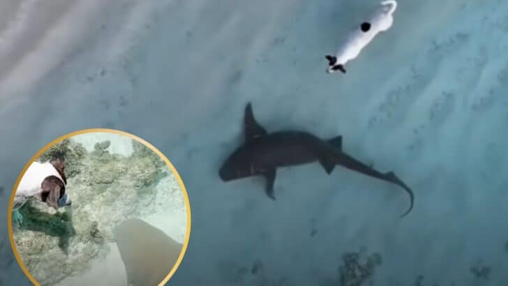Dog and Shark Make the Ocean Their Playground in Unbelievable Friendship
