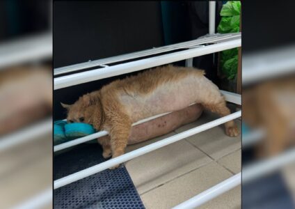 Overweight Cat Trying to Escape Rehab Center Gets Stuck in A Shoe Rack Instead